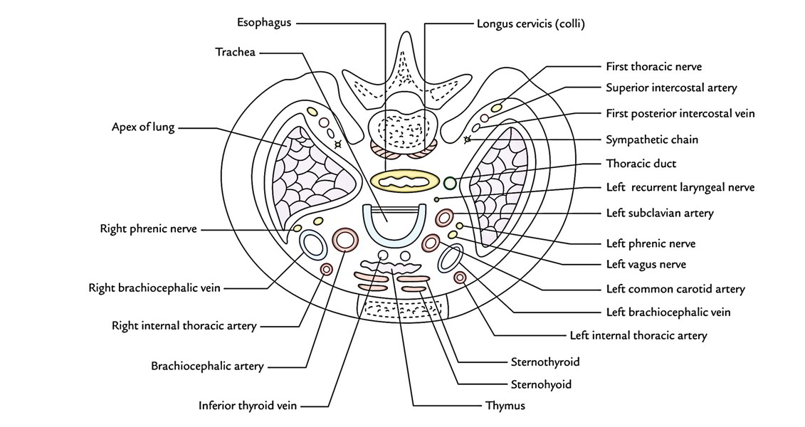 Superior Thoracic Aperture Thoracic Inlet Earth S Lab