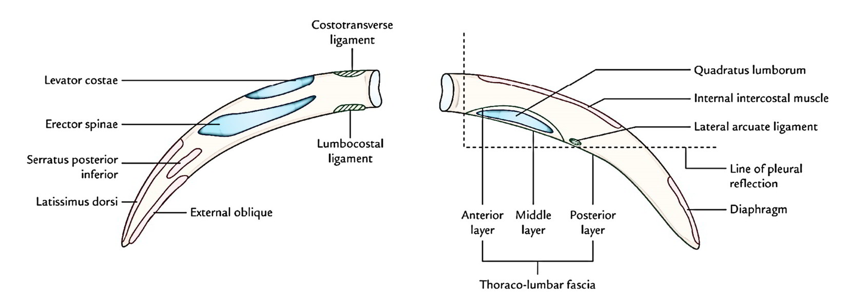 the-ribs-number-typical-atypical-ribs-ossification-and-clinical