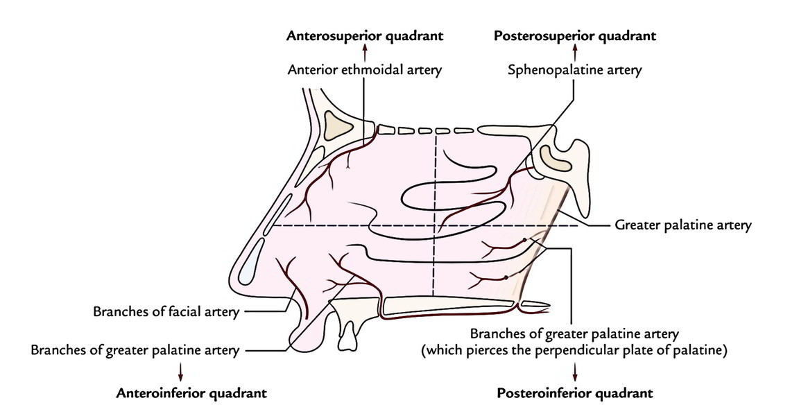 Easy Notes On Nasal Cavitylearn In Just Minutes