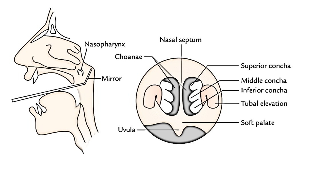 Easy Notes On Nasal Cavitylearn In Just Minutes