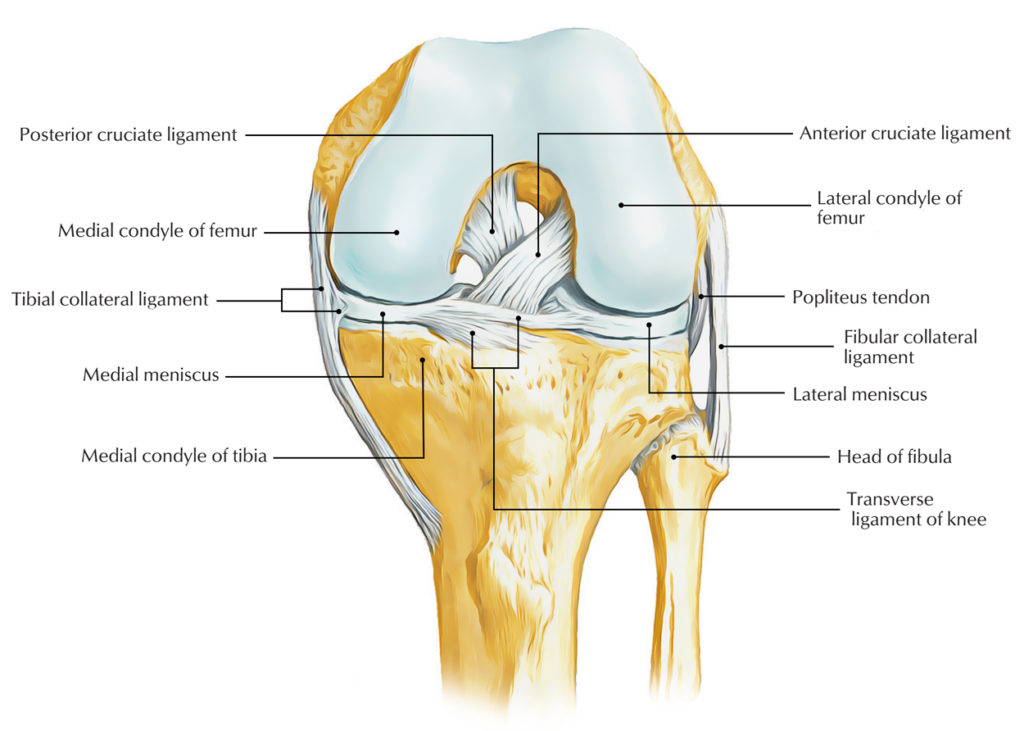 Ligaments Of The Knee Joint Earth S Lab