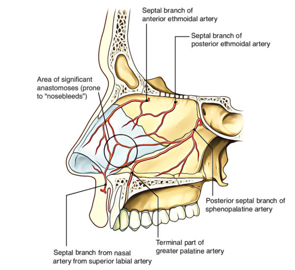 Nasal Cavity Earth S Lab