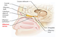 Easy Notes On Cranial Nerveslearn In Just Minutes Earth S Lab