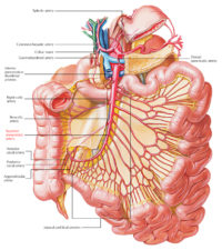 Inferior Mesenteric Artery Location