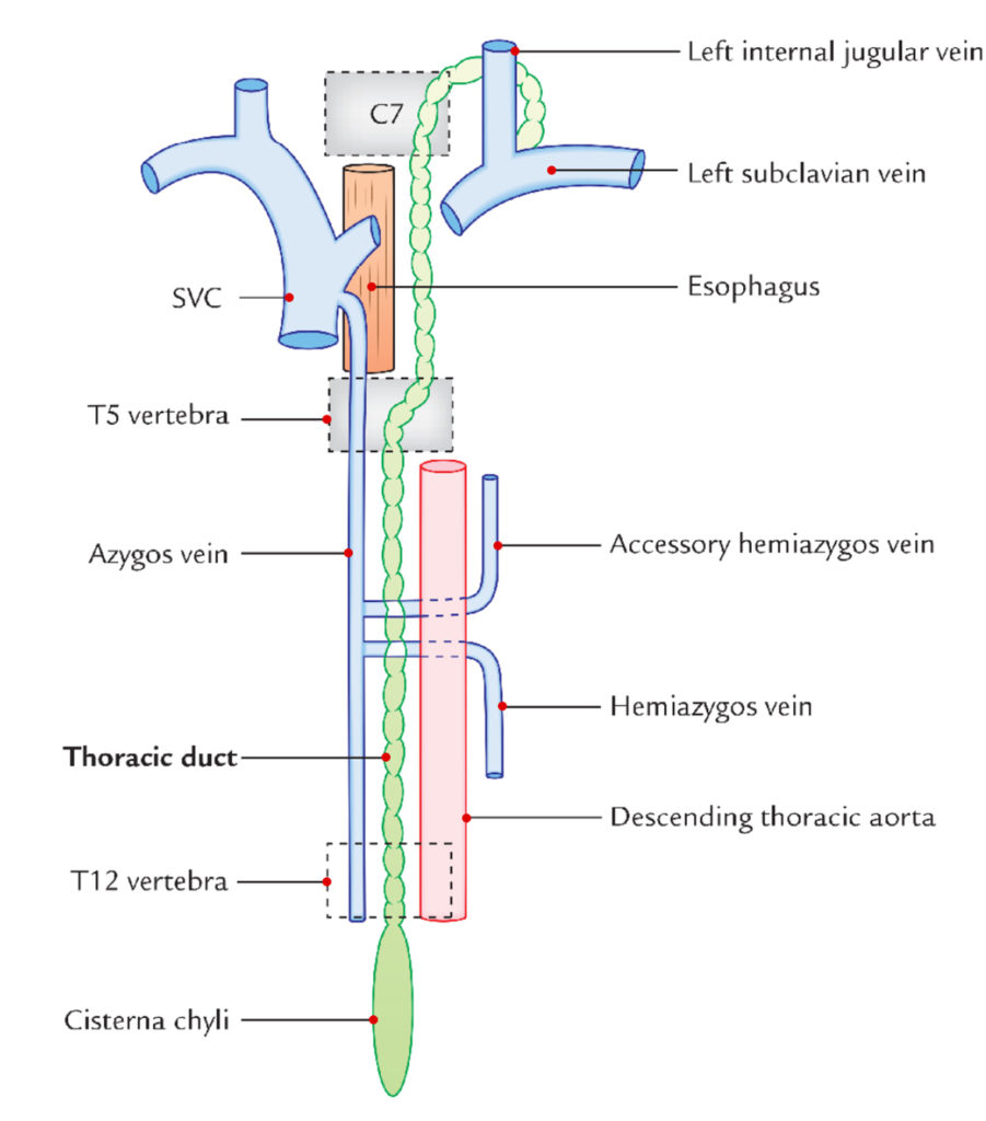 Thoracic Duct Formation Course Connection Tributaries And