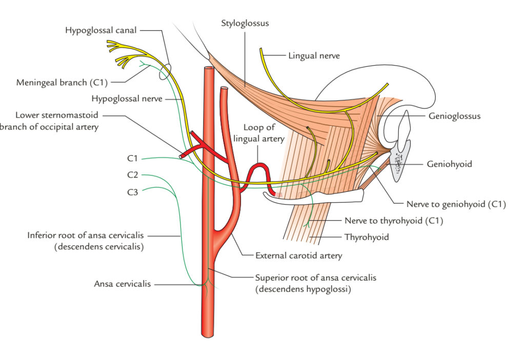 Hypoglossal Nerve Earth S Lab