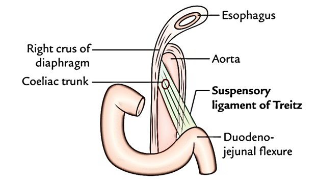 Ligament Of Treitz Suspensory Muscle Of Duodenum Earth S Lab