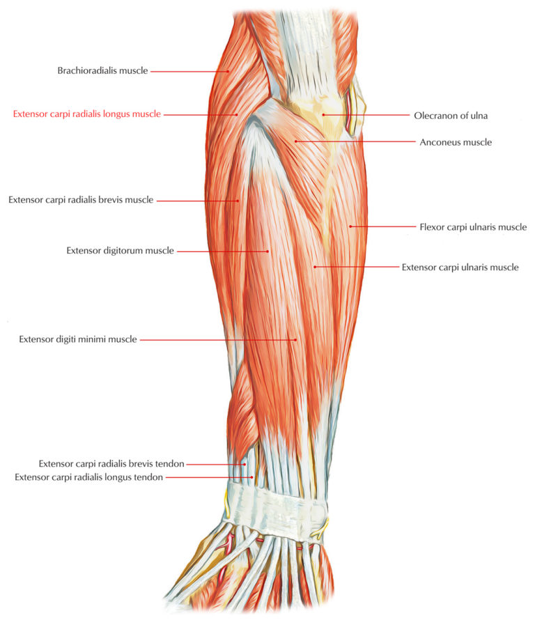 Extensor Carpi Radialis Longus Earth S Lab