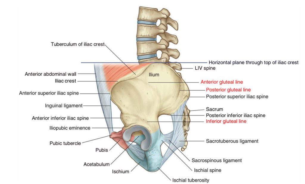 Iliac Spine Earth S Lab