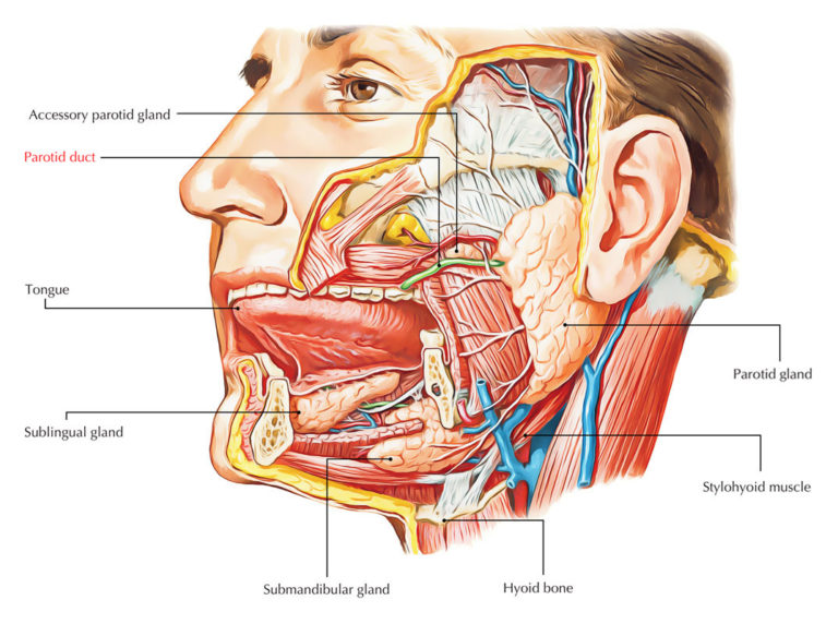 Salivary Duct Earth S Lab