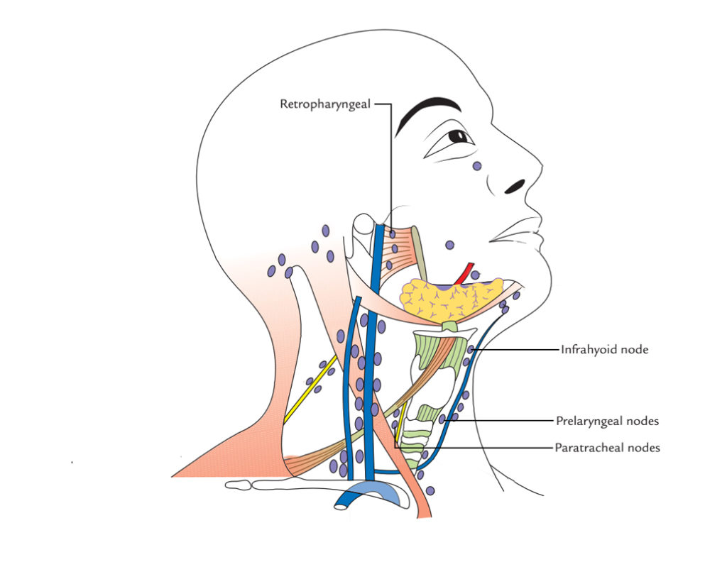 Lymph Nodes Of Neck Or Cervical Lymph Nodes Earth S Lab