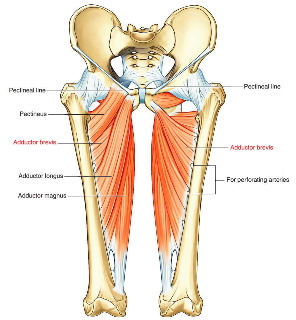 Adductor Brevis Earth S Lab