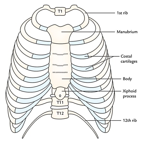Thoracic Cage Intrinsic Muscles, Formation and Shape Earth's Lab