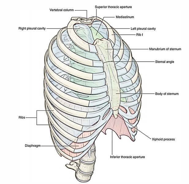 Easy Notes On 【Thorax and its Functions】Learn in Just 3 Minutes!