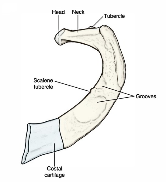 the-ribs-number-typical-atypical-ribs-ossification-and-clinical