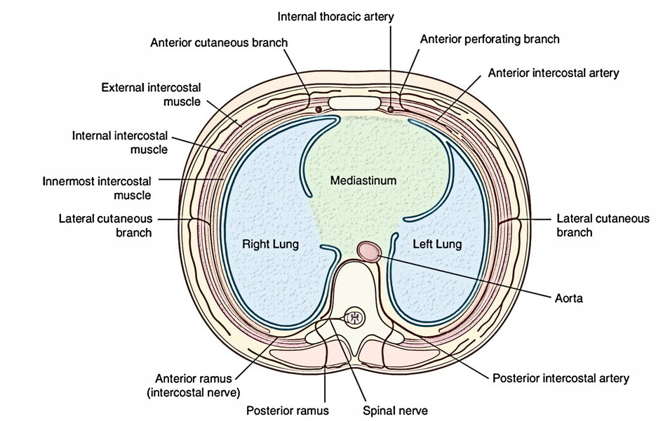 Intercostal Space and its Contents and Relations | Earth's Lab