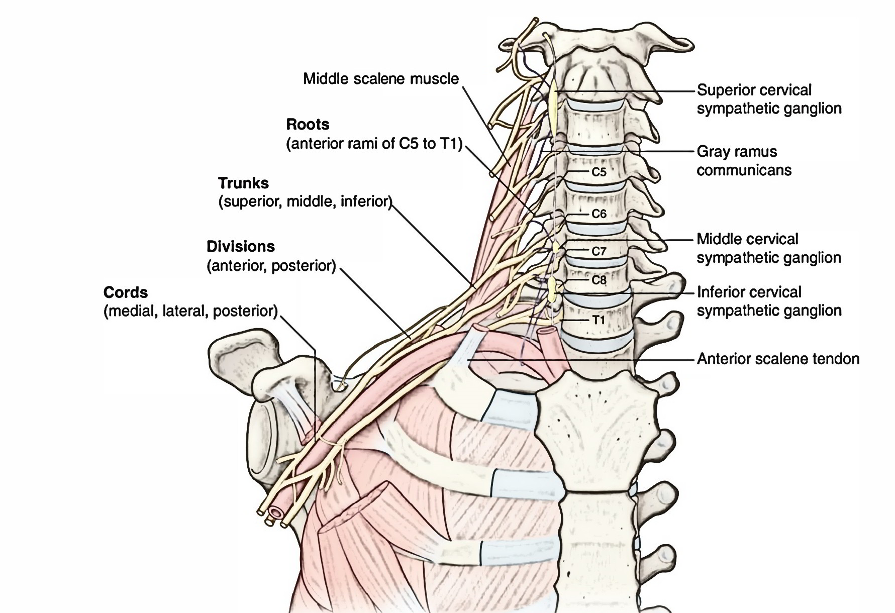 Brachial Plexus – Anatomy, Components, Branches, Trunks And Cords ...