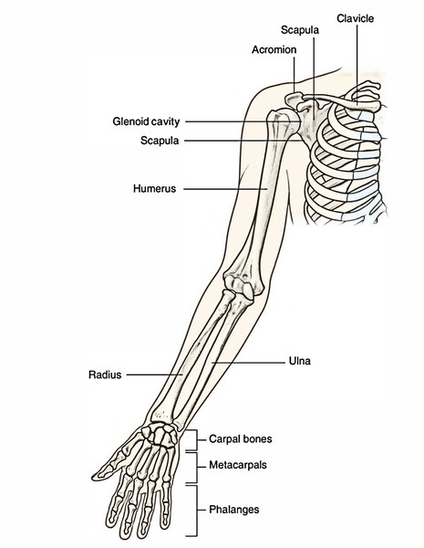 Bones of the Upper Limb – Earth's Lab