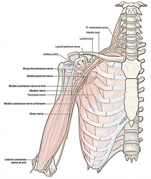 Brachial Plexus – Anatomy, Components, Branches, Trunks And Cords ...