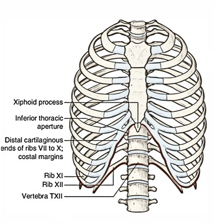 Component Parts Thoracic Wall 