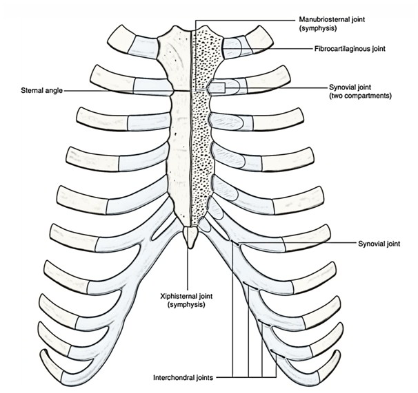 Interchondral Joints And Manubriosternal Joint | Earth's Lab