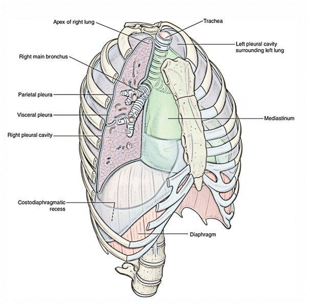 Pleural Cavities | Earth's Lab