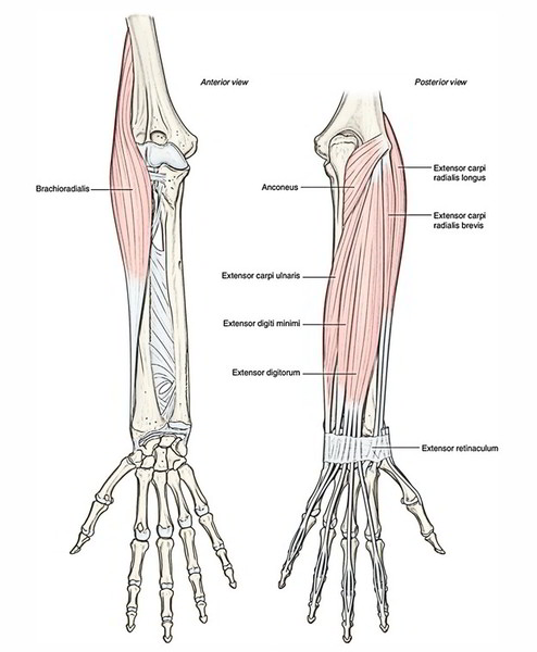 Muscles of the anterior or front of the forearm - Earth's Lab - The ...