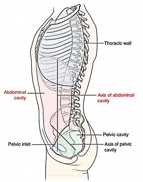 Abdominal Cavity - Earth's Lab