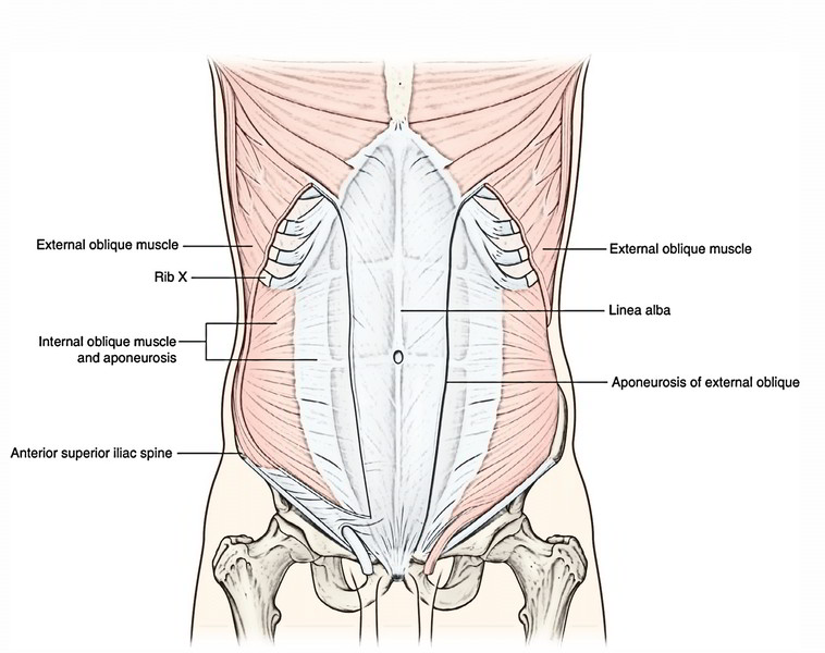 Easy Notes On 【Abdominal Wall】Learn in Just 3 Minutes!