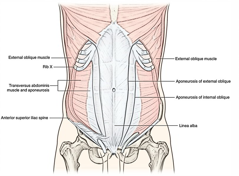 Easy Notes On 【Abdominal Wall】Learn in Just 3 Minutes!