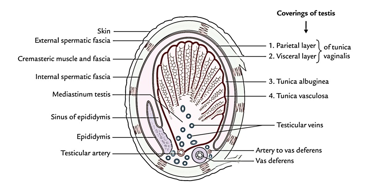 Easy Notes On 【testis And Epididymis】learn In Just 3 Minutes 4497