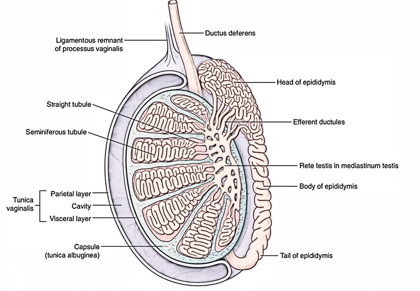 Easy Notes On 【testis And Epididymis】learn In Just 3 Minutes