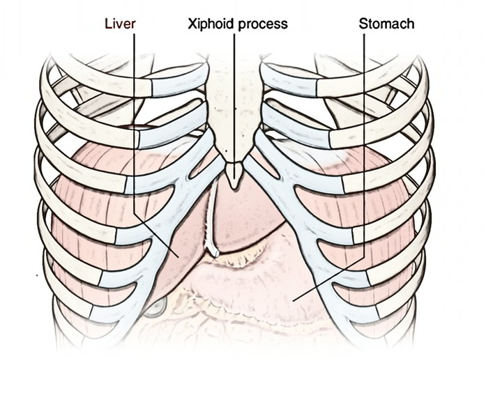 Liver 