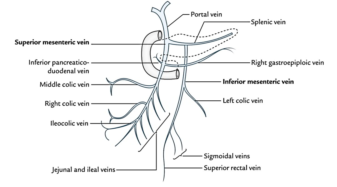 Superior Mesenteric Artery And Vein