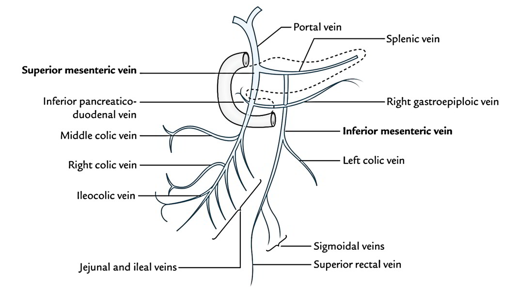 Easy Notes On 【Inferior Mesenteric Vein】Learn in Just 3 Minutes!