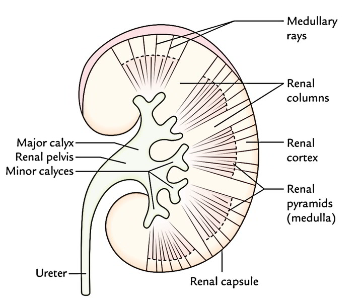 Easy Notes On 【Kidneys】Learn in Just 4 Minutes!