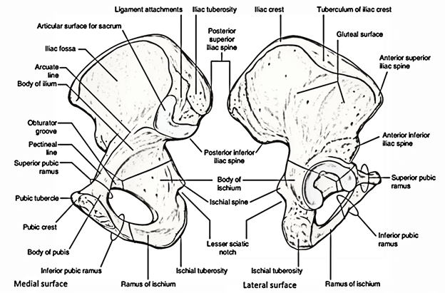 Hip Bone (Os Coxae, Os Innominatum) | Earth's Lab