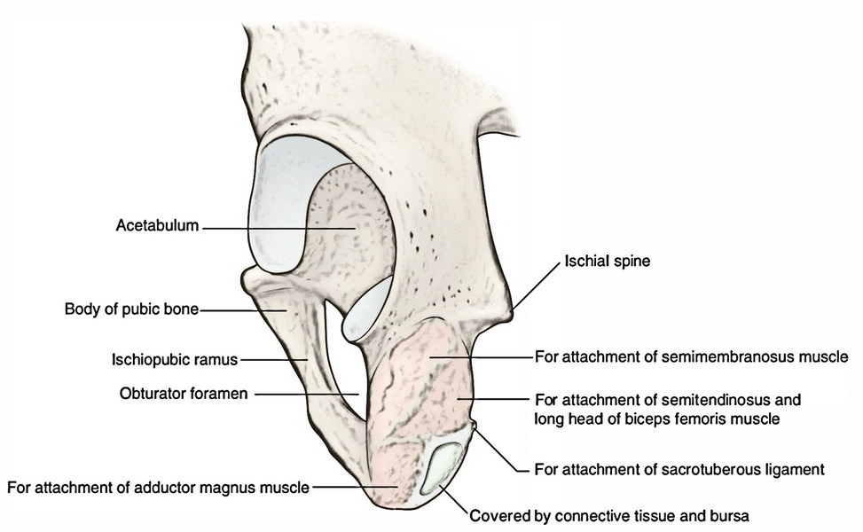 Easy Notes On 【Hip Bone】Learn in Just 4 Minutes!