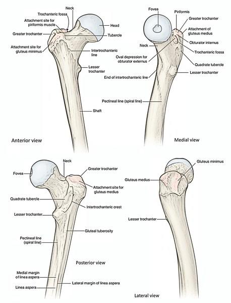 Femur - Parts, Side Determination, Anatomical Position, Upper End ...