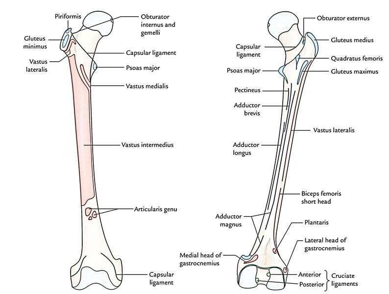 Femur - Parts, Side Determination, Anatomical Position, Upper End ...