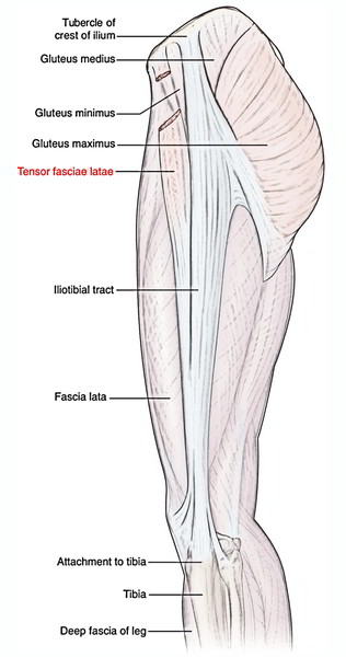 Tensor Fasciae Latae | Earth's Lab