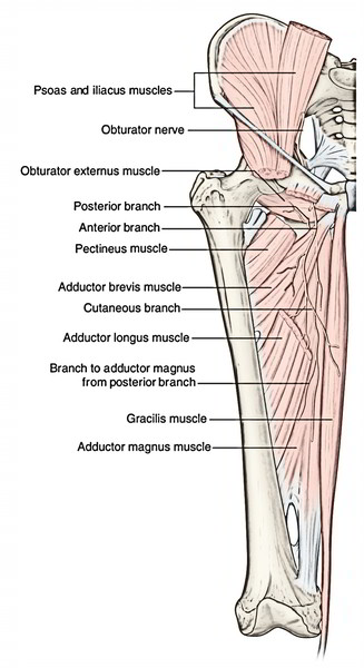 Easy Notes On 【obturator Nerve】learn In Just 4 Minutes!