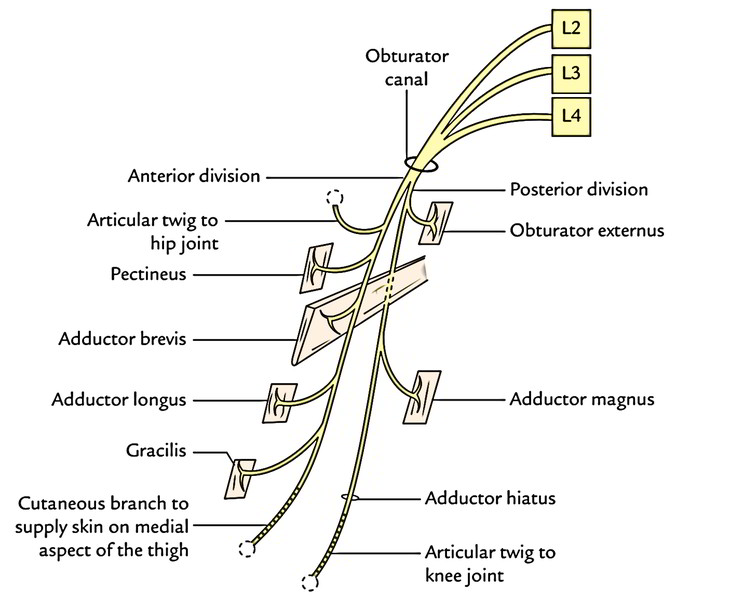 Easy Notes On 【obturator Nerve】learn In Just 4 Minutes