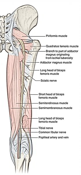 Sciatic Nerve | | Earth's Lab