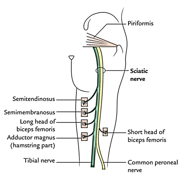 Sciatic Nerve | | Earth's Lab