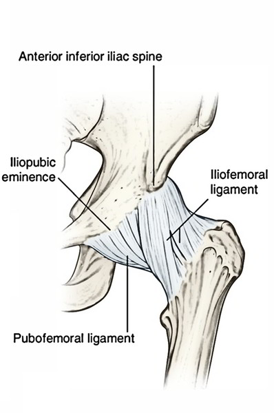 Easy Notes On 【Hip Joint】Learn in Just 4 Minutes!