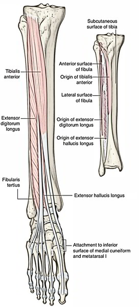 anterior compartment of leg nerve