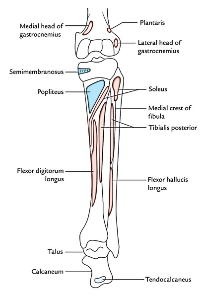 Muscles of The Posterior Compartment of The Leg – Earth's Lab