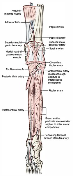 Easy Notes On 【Posterior Tibial Artery】Learn in Just 3 Minutes!