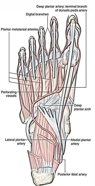 Posterior Tibial Artery - Earth's Lab